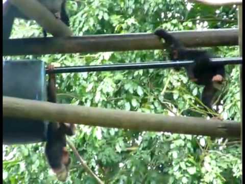 Video thumbnail for The Monkey That Became President