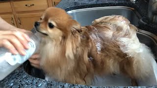 how to bathe my pomeranian at home cute pom