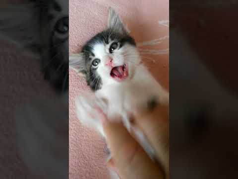 download lagu mp3 mp4 Kedl, download lagu Kedl gratis, unduh video klip Download Kedl Mp3 dan Mp4 Music Online Gratis