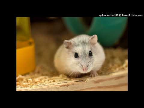 (solved David Francis Mays - Tell Me Why)