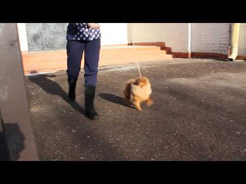 003+ Люксу 7 мес и 1 нед