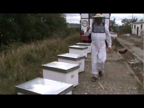 3. Apicultura video - Hranirea cu o singura rama si analiza celor trei familii din Bio Stupi 3/6