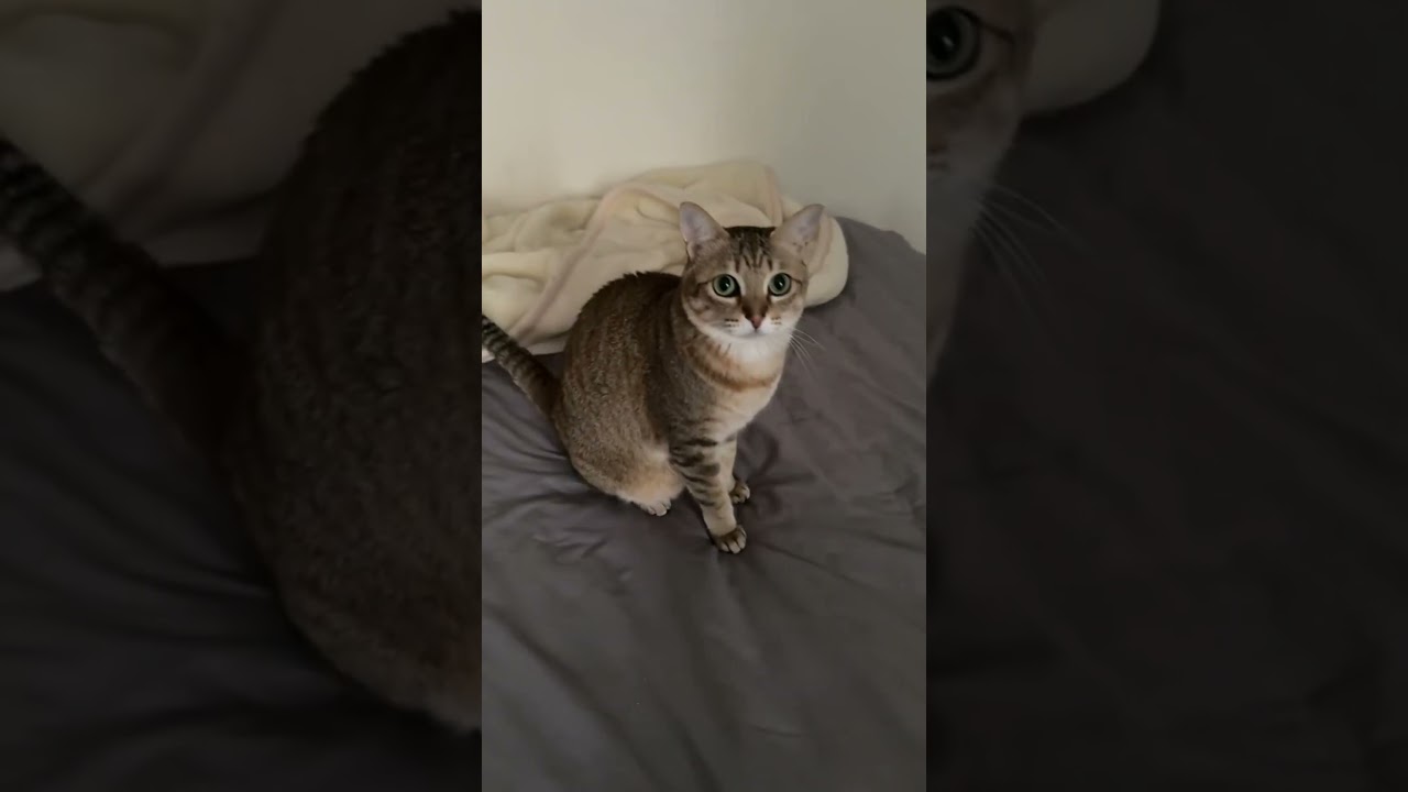 首振りダンス😸