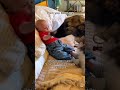 The Biggest Creatures Have The Biggest Hearts Borzoi Dogs Cute Baby UA Hosegoat Boop