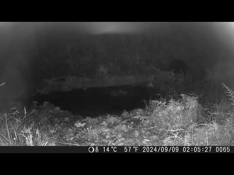 嘉義縣鄒族獵人協會於113年9月在特富野部落獵場監測到臺灣黑熊出沒