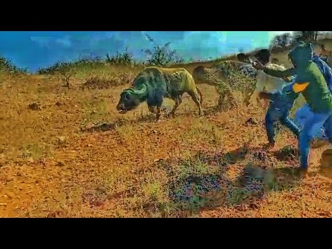 Tadavi Tiger or Badal Hello Ki takkar Nimpadav