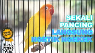 Download lagu Pancingan Lovebird Gacor Memanggil Lawan Ngetik Ngekek Memancing Emosi Lovebird Bahan mp3