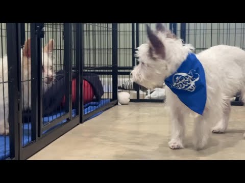 Rescue puppy from Palm Beach County to compete in Puppy Bowl Sunday - YouTube