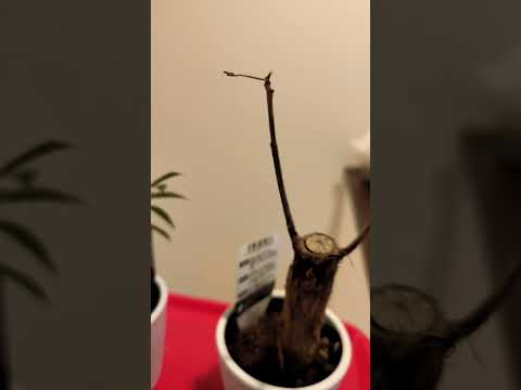 パキラの花の作り方は？理想的な状態を作り出すために、次の 5 つのメンテナンスのヒントに従ってください。  庭園