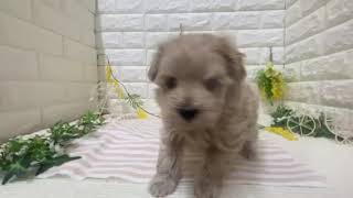 ハーフ犬の動画01