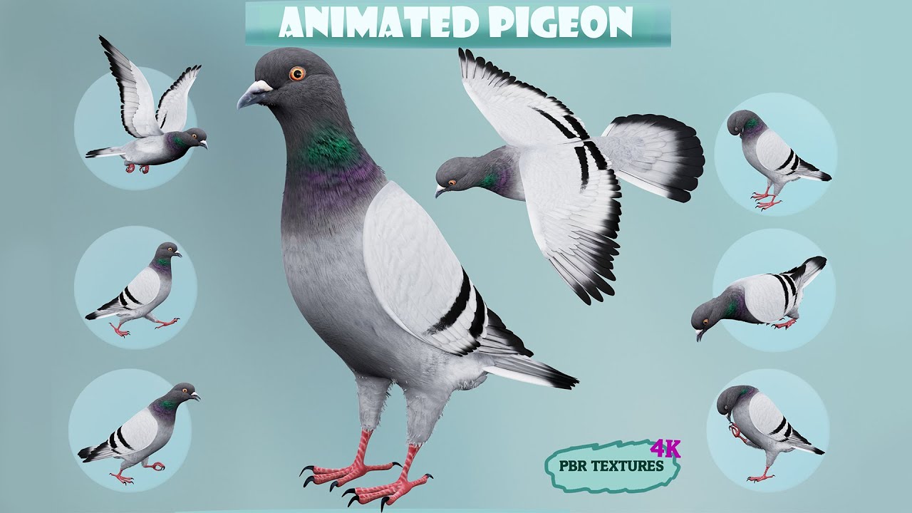 Piccione di roccia animato realistico Modello 3D