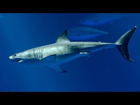 Shark Fight  White Tip vs Black Tip