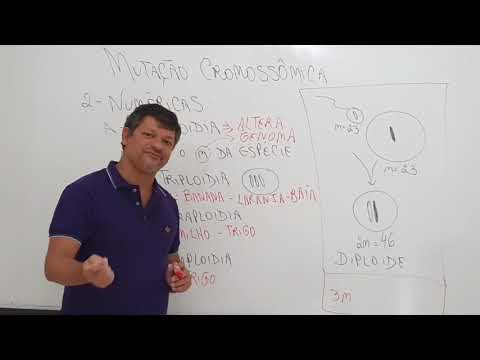 MUTAÇÕES CROMOSSÔMICAS NUMÉRICAS - Euploidias