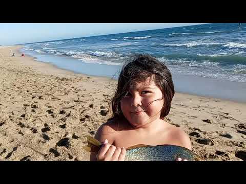 Giant Halibut chasing large Croaker on to the beach. August 9th, 2020 6:00pm