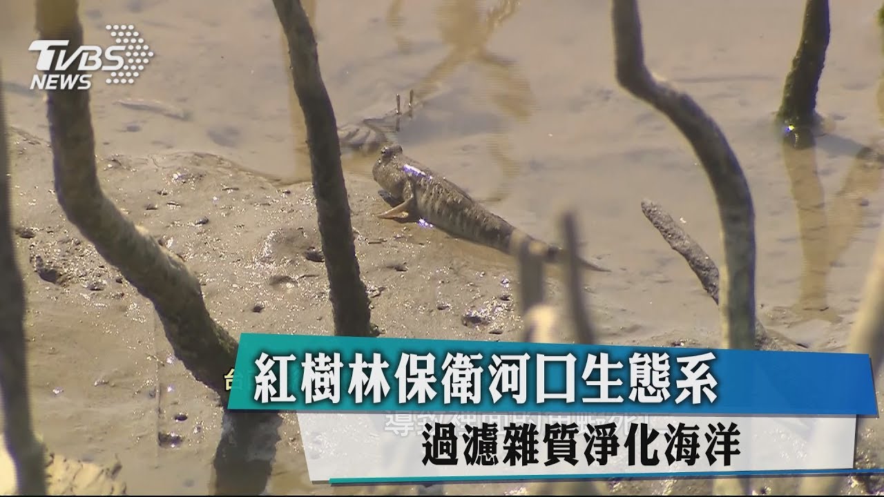 紅樹林保衛河口生態系 過濾雜質淨化海洋