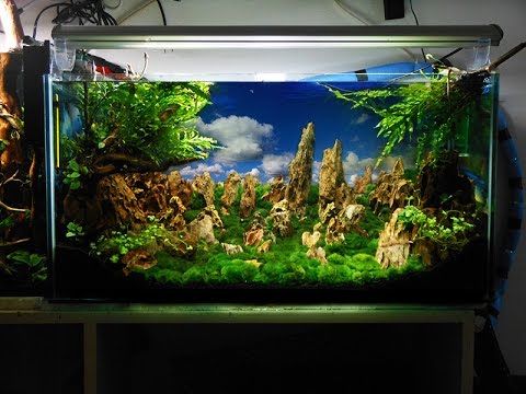 Ivory Tower Aquascaping aquarium setup step by step