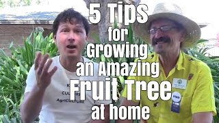 5 Tips for Growing an Amazing Fruit Tree at Home