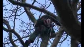 preview picture of video 'Baumschnitt durch kletternden Landschaftsgärtner'
