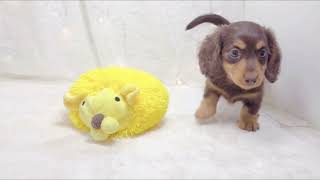 ミニチュアダックスの動画01