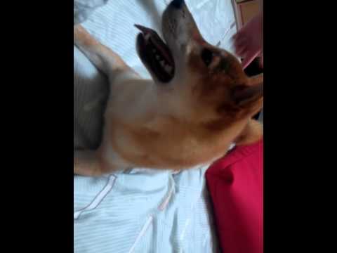 柴哥一上床就開始瘋狂..(原發表者:DuckSu)(影片)