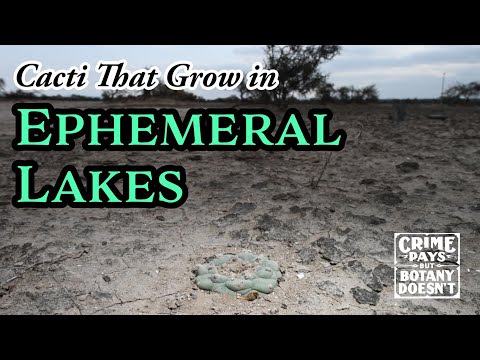 Lake-Dwelling Cacti: Unveiling Aquatic Desert Plants