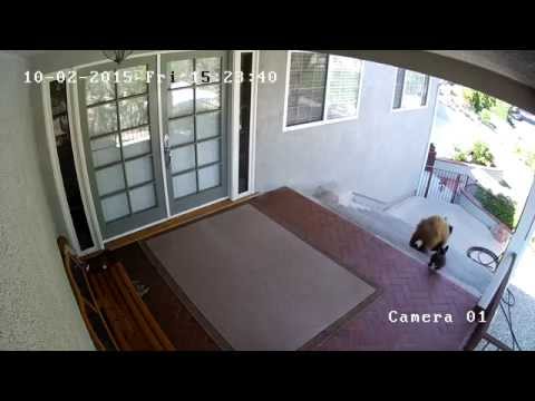 A French Bulldog Scares Away Bears Because Size Doesn't Matter