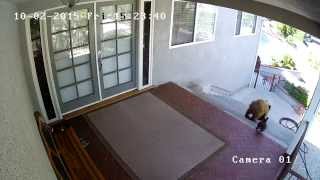 Bear cub scared off by 20 lb Frenchie