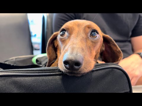 Mini dachshund gets ready for vacation!✈️