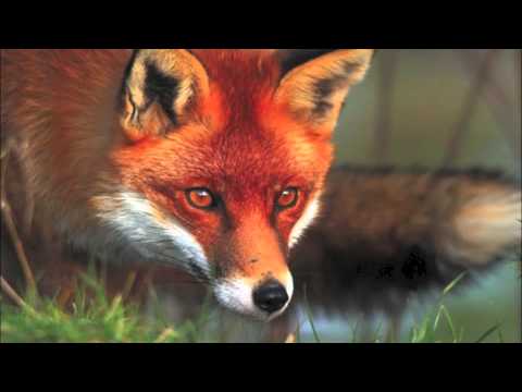 Ave Maria - G. Vladimir Vavilov - Inessa Galante