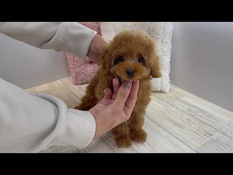 YouTube動画のサムネイル