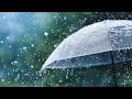 Rainy Day Rain Day Whatsapp Status ️