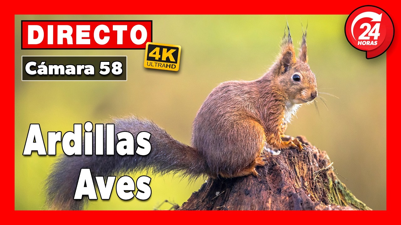 Live webcam view of Comedero de Aves y Ardillas del Fluviarium