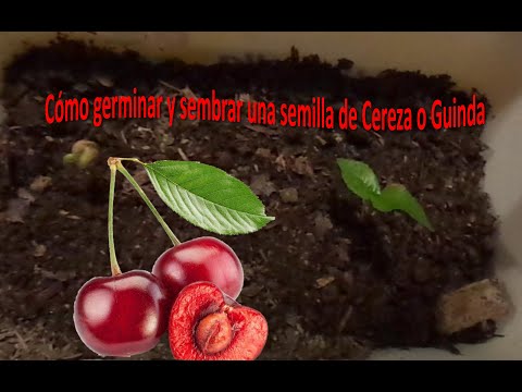 CÓMO GERMINAR Y PLANTAR CEREZA_GUINDA