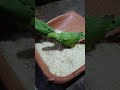 my cut Bird parrot ????#trending #pets #animals #birds #parrot #vairalshort