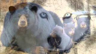 Cranes -Paris and Rome