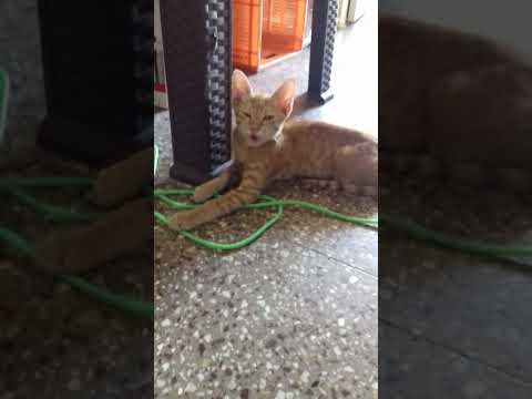 dhiyadhiya7981@gmail.com