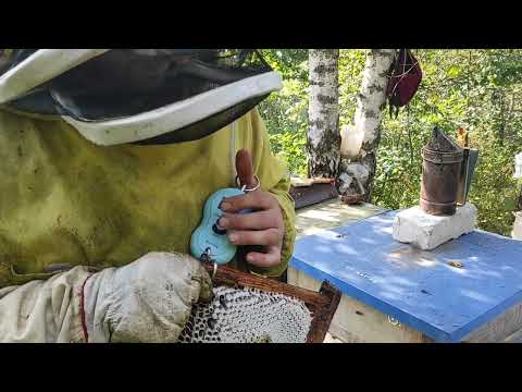 Пчеловодство. Рекорды сезона. Как работают на рои на медосборе. #медосбор #shorts