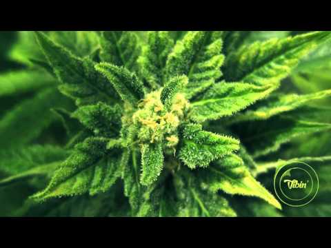 Le Peuple De L'Herbe - PH Theme