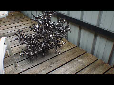 Coral Growth Effector in xparticles