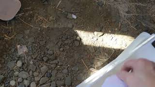 Frosty the feral barn cat is now a neutered boy