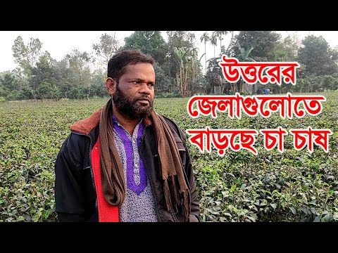 উত্তরের জেলাগুলোতে বাড়ছে চা চাষ