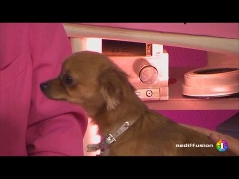 Le JJDA - Les News du jeudi 31/03/2011