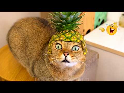Try Not To Laugh 😹 Funniest Cats Caught on Camera