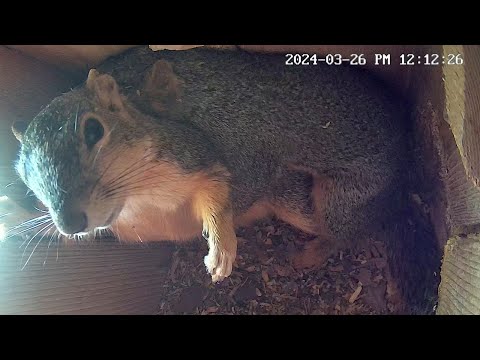 2 Young Squirrels Romp Around In Nestbox For Over 10 minutes.
