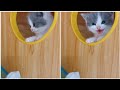Meow Meow So Cute Kitty Meowing Adorable Kitty