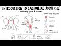 Introduction to Sacroiliac Joint (SIJ) anatomy, pain and causes