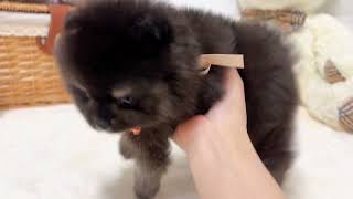 ポメラニアンの動画02