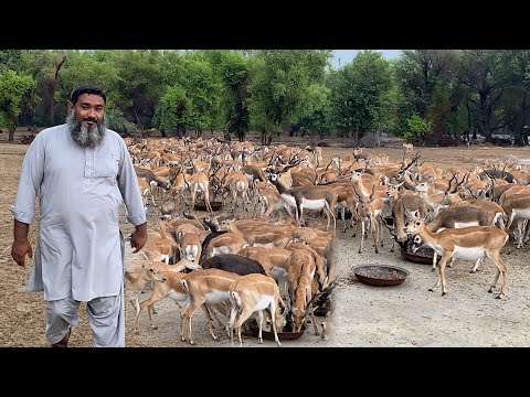Pak Biggest Black Buck Deer Farm #blackbucks #wildlife #salmankhan