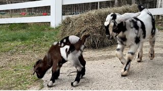 Dozen goat kids play! 
