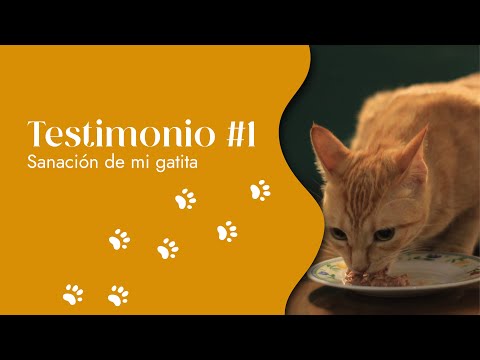 Testimonio de sanación en mi gatita